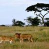 Lion-n-Lioness-in-Serengeti-1-1.jpg