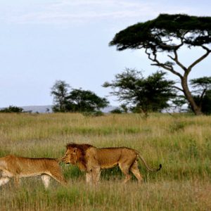 Lion-n-Lioness-in-Serengeti-1.jpg
