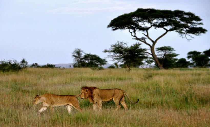 Lion-n-Lioness-in-Serengeti-1.jpg