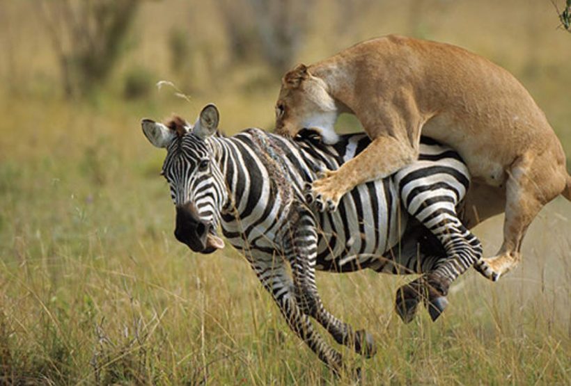 Lioness-Hunting-in-Maasai-Mara-Tena-Connections-1-1.jpg