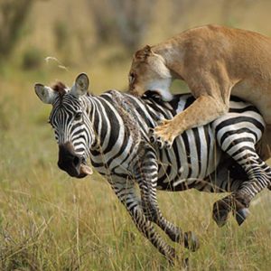 Lioness-Hunting-in-Maasai-Mara-Tena-Connections-1024x812