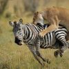 Lioness-Hunting-in-Maasai-Mara-Tena-Connections-2.jpg