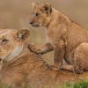 Lioness-and-Cub-in-Masai-Mara-Tena-Adventure-Connections-1-1.jpg