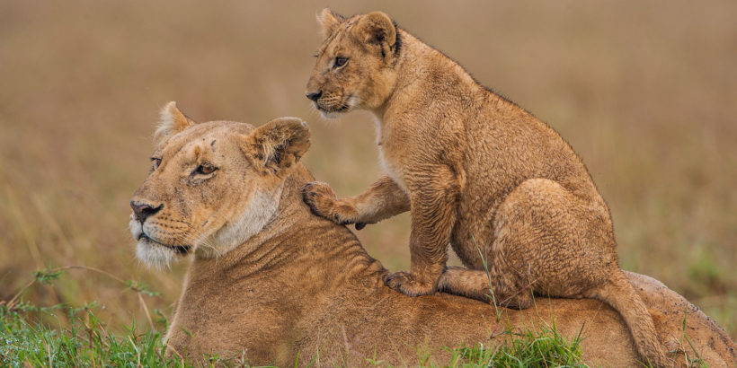 Lioness-and-Cub-in-Masai-Mara-Tena-Adventure-Connections-1.jpg