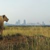Lioness-in-Nairobi-National-Park-Tena-Connections.jpg