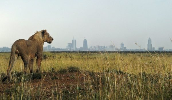 Lioness-in-Nairobi-National-Park-Tena-Connections.jpg