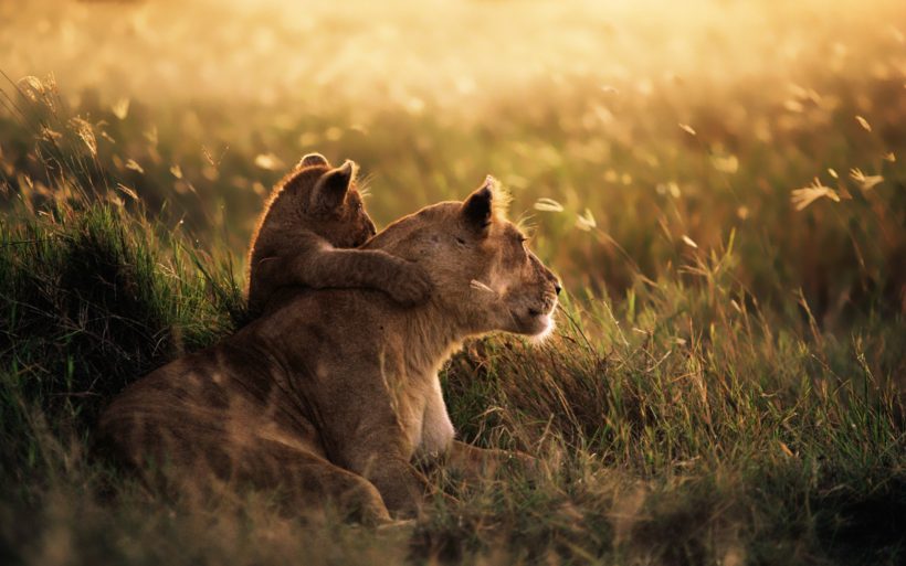 Lioness-n-Cub-in-Serengeti-1.jpg