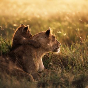 Lioness-n-Cub-in-Serengeti-1024x1024