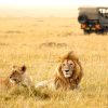 Lions-Relaxing-in-Serengeti-Tena-Connections-1-1.jpg