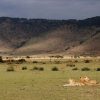 Lions-in-Maasai-Mara-Tena-Connections-1-1.jpg