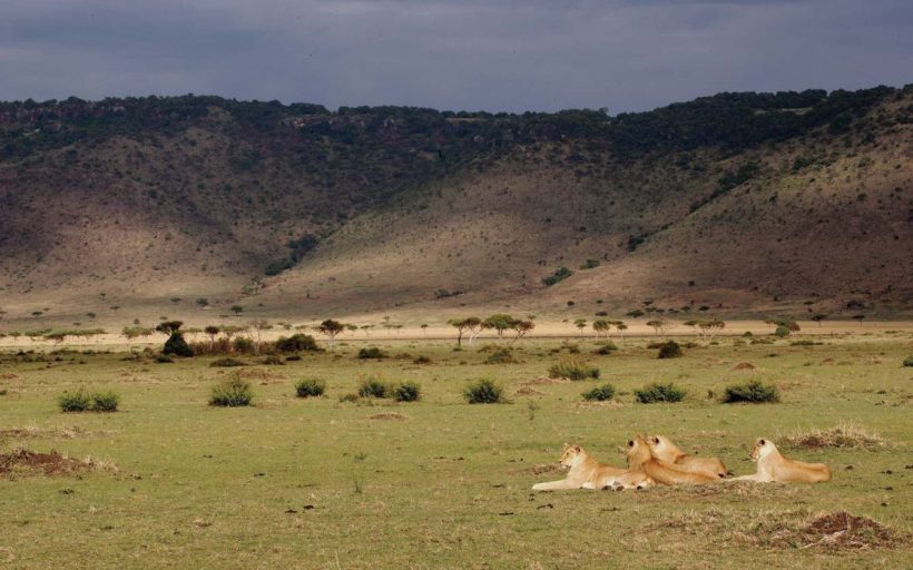 Lions-in-Maasai-Mara-Tena-Connections-1-1.jpg
