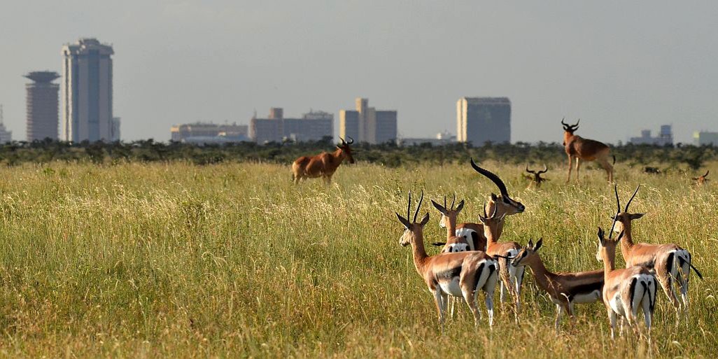 Nairobi National Park (Photo: tenaconnections.com)