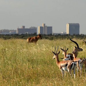 Nairobi-National-Park-Tena-Connections