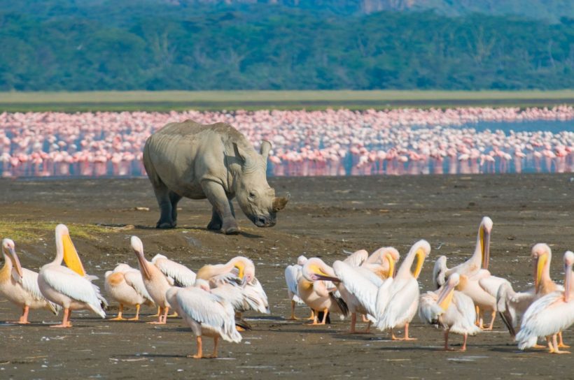 Rhino-in-Lake-Nakuru-National-Park-Tena-Connections-1-1.jpg