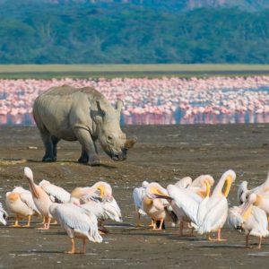 Rhino-in-Lake-Nakuru-National-Park-Tena-Connections-1024x1024