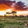 Sunset-and-Lioness-in-Serengeti-Tena-Connections-1.jpg