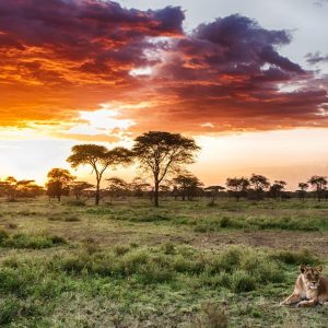 Sunset-and-Lioness-in-Serengeti-Tena-Connections-1024x900