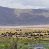 Wildlife-in-Ngorongoro-Crater-Tena-Coonections-1-1-1.jpg