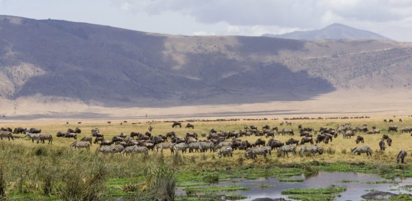 Wildlife-in-Ngorongoro-Crater-Tena-Coonections-1-1.jpg
