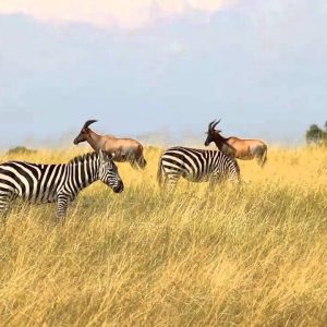 Zebra-and-Gazelles-in-Maasai-Mara-Tena-Connections-1.jpg