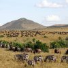 Zebras-in-Masai-Mara-National-Tena-Connections-1.jpg