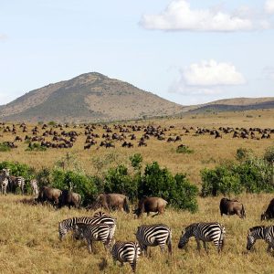 Zebras-in-Masai-Mara-National-Tena-Connections.jpg