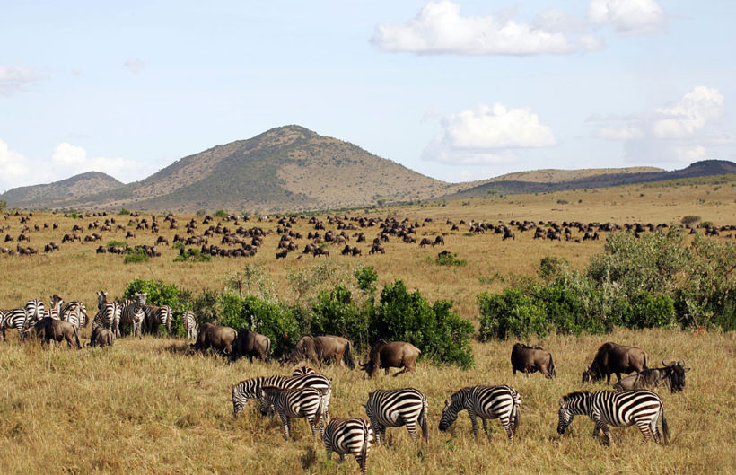 Zebras-in-Masai-Mara-National-Tena-Connections.jpg