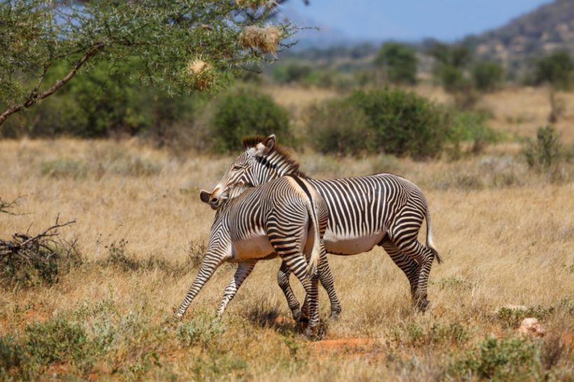 Zebras-in-Samburu-Game-Reserve-1.jpg