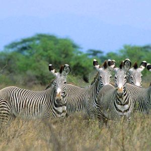Zebras_in_Kenya - Tena Connections